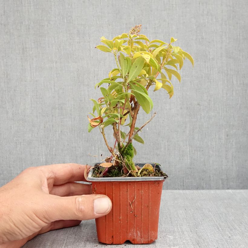 Esemplare di Pieris japonica Bonfire Vasetto da 8/9 cm come consegnato in autunno