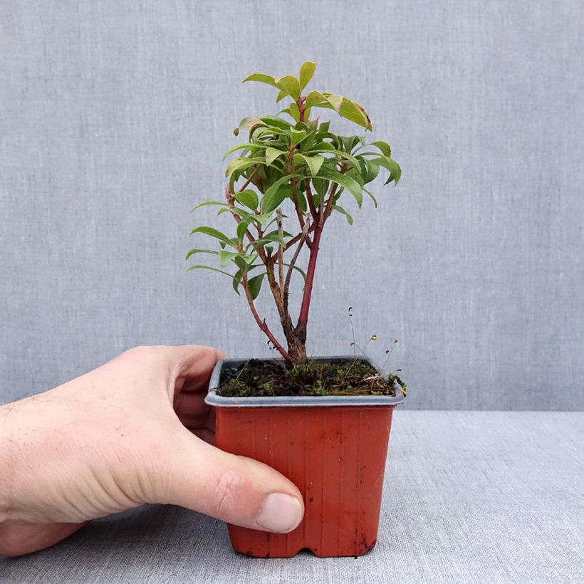 Pieris japonica Bonfire Vasetto da 8/9 cm esemplare consegnato in inverno