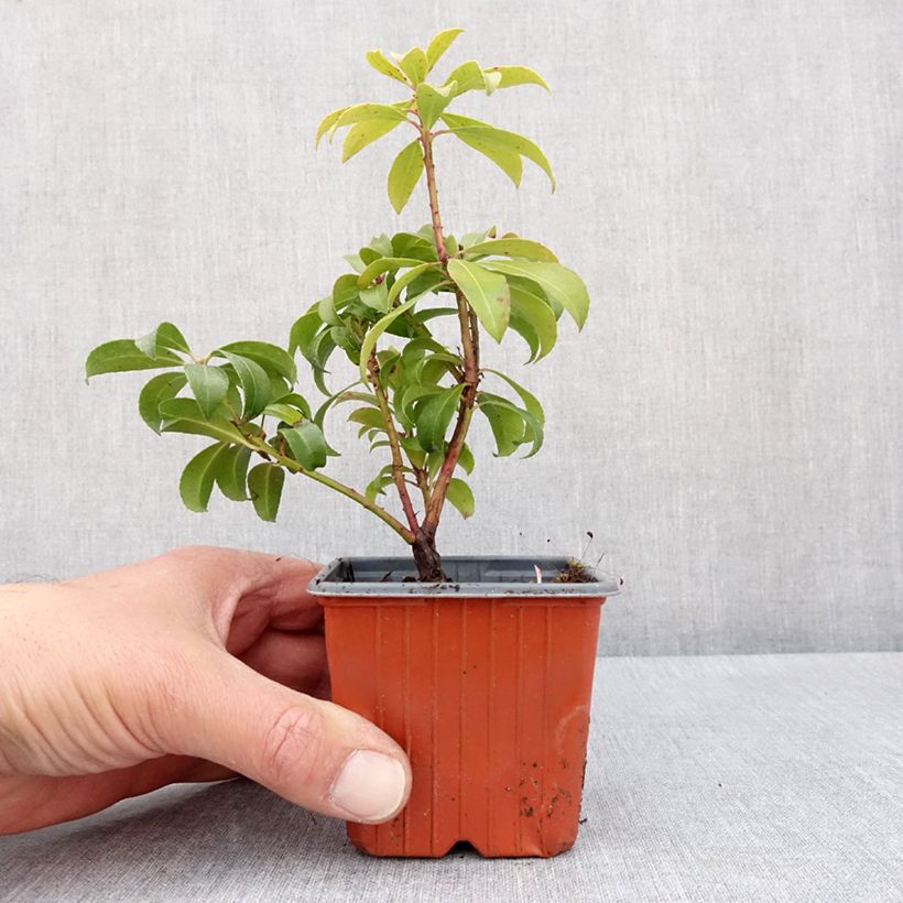 Pieris japonica Bonfire Vasetto da 8/9 cm esemplare consegnato in primavera