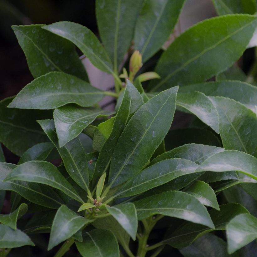Pieris japonica Valley Valentine (Fogliame)