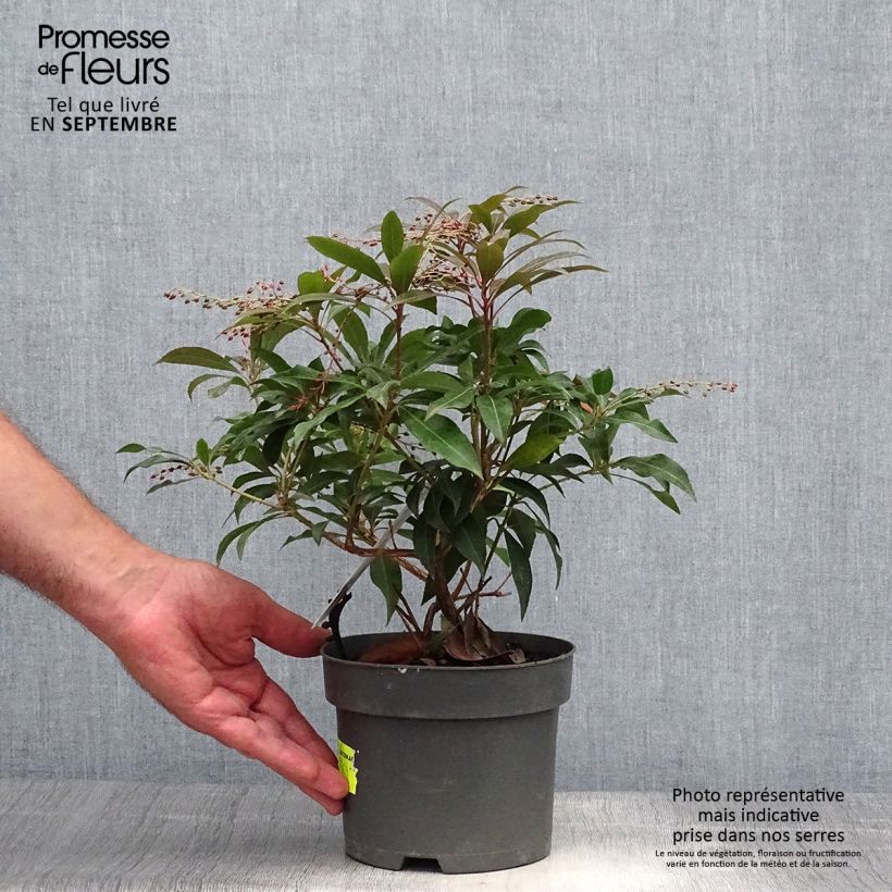Esemplare di Pieris japonica Katsura Vaso da 2L/3L come consegnato in autunno