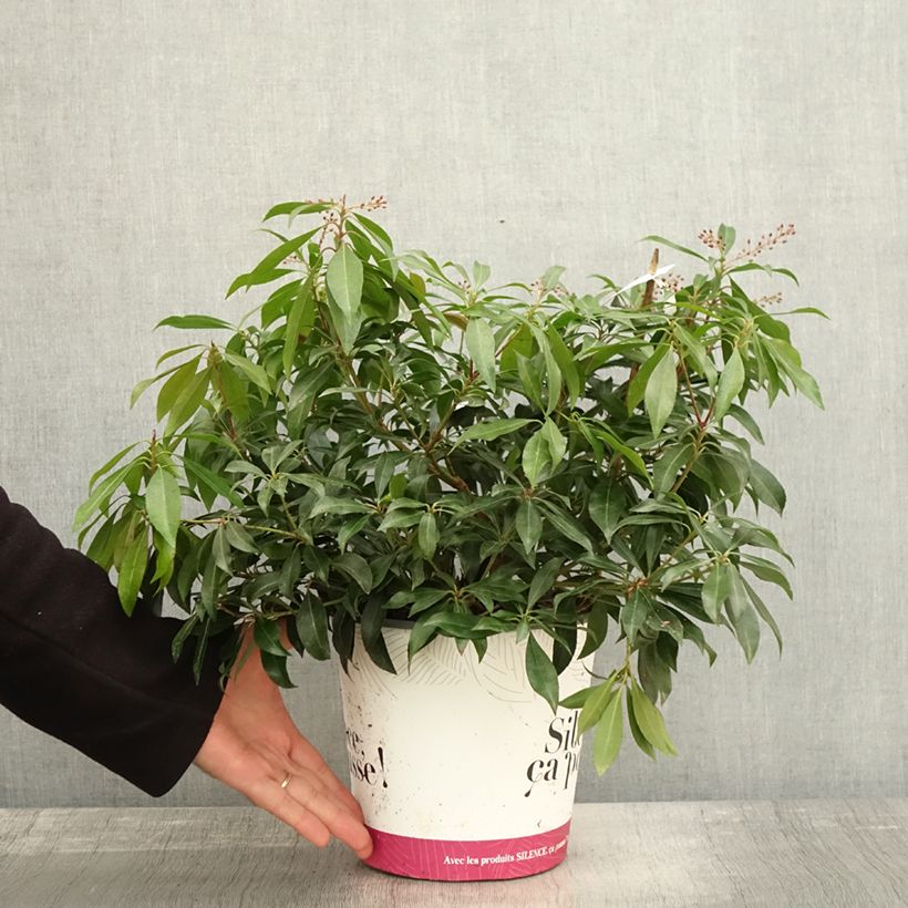 Esemplare di Pieris japonica Katsura Vaso da 4L/5L come consegnato in autunno