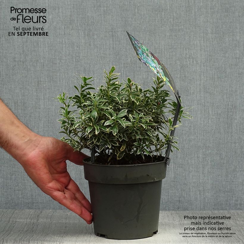 Esemplare di Pieris japonica Little Frosty Vaso da 2L/3L come consegnato in autunno