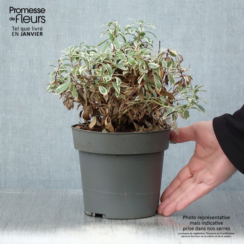 Pieris japonica Little Frosty Vaso da 2L/3L esemplare consegnato in inverno