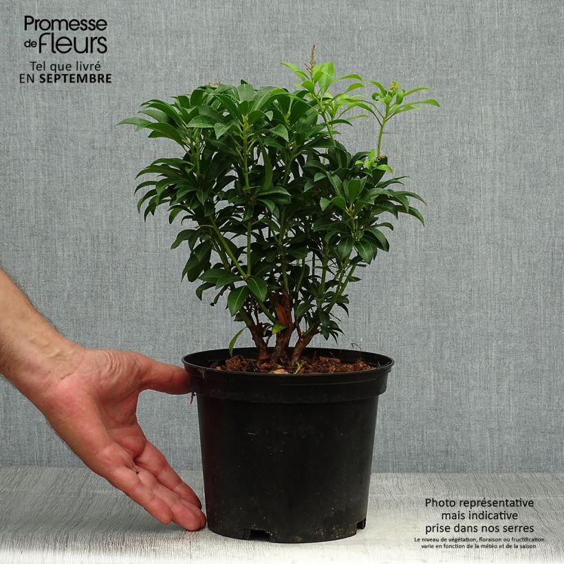 Esemplare di Pieris japonica Passion Vaso da 2L/3L come consegnato in autunno