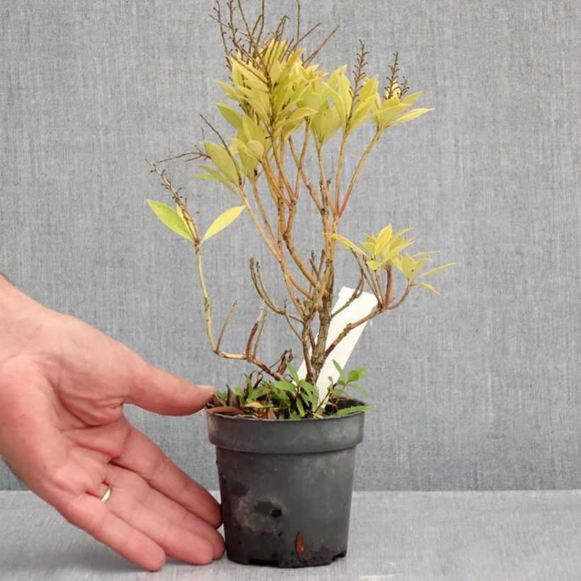 Esemplare di Pieris japonica Prelude Vasetto da 8/9 cm come consegnato in autunno