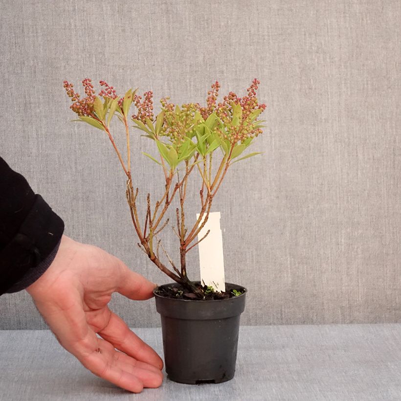 Pieris japonica Prelude Vasetto da 8/9 cm esemplare consegnato in inverno