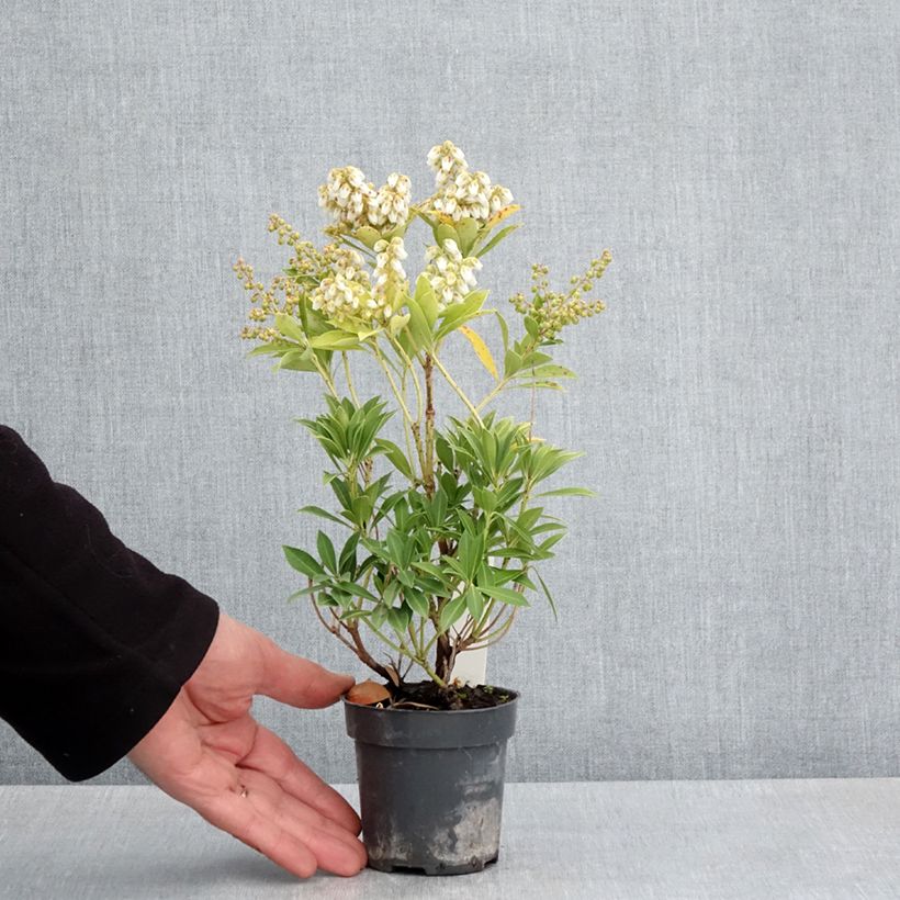 Pieris japonica Prelude Vasetto da 8/9 cm esemplare consegnato in primavera