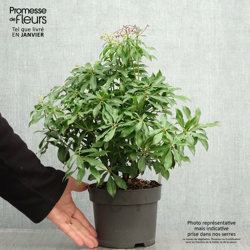 Pieris japonica Pink passion Vaso da 2L/3L esemplare consegnato in inverno