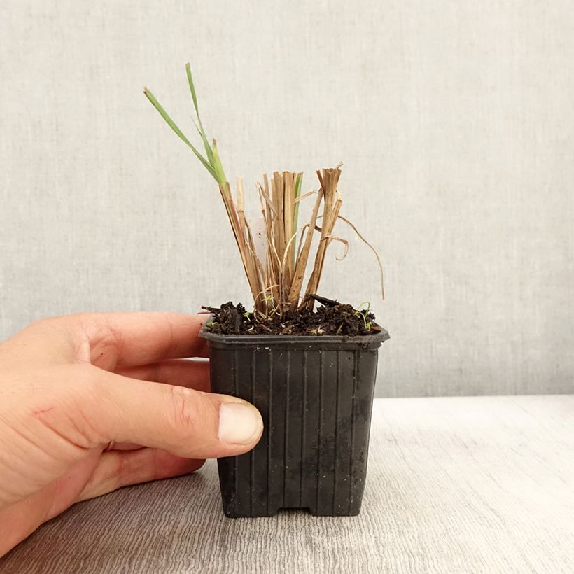 Esemplare di Andropogon gerardii Blackhawks Godet de 8/9 cm come consegnato in autunno