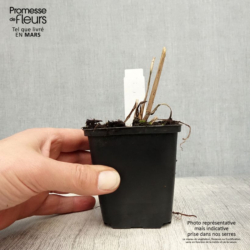 Andropogon gerardii Prairie Sommer Vasetto da 8/9 cm esemplare consegnato in primavera