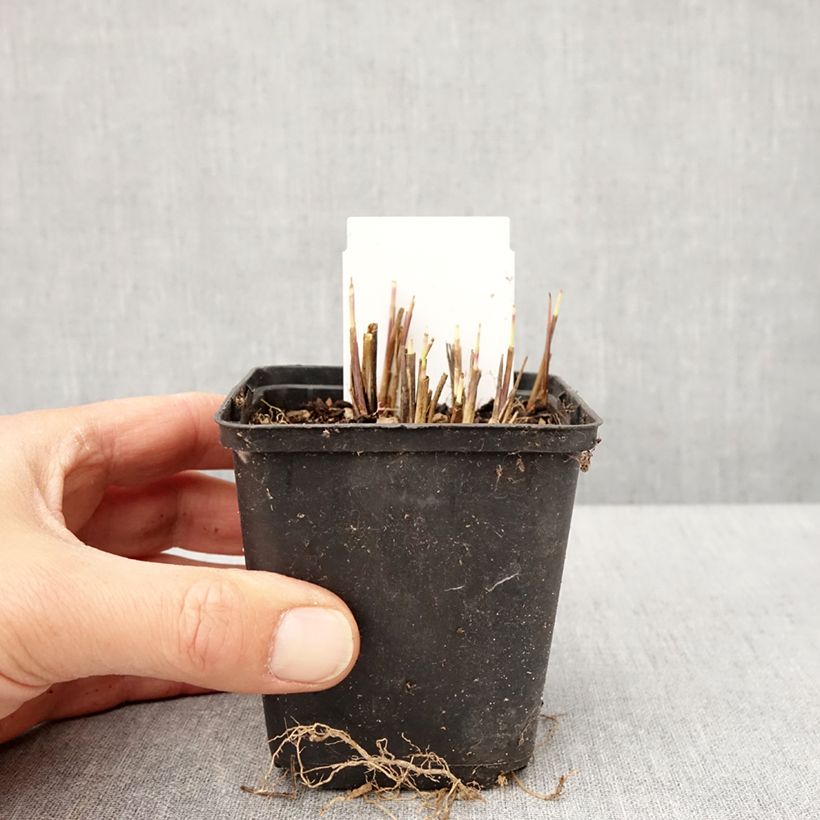 Andropogon gerardii Red October Vasetto da 8/9 cm esemplare consegnato in primavera