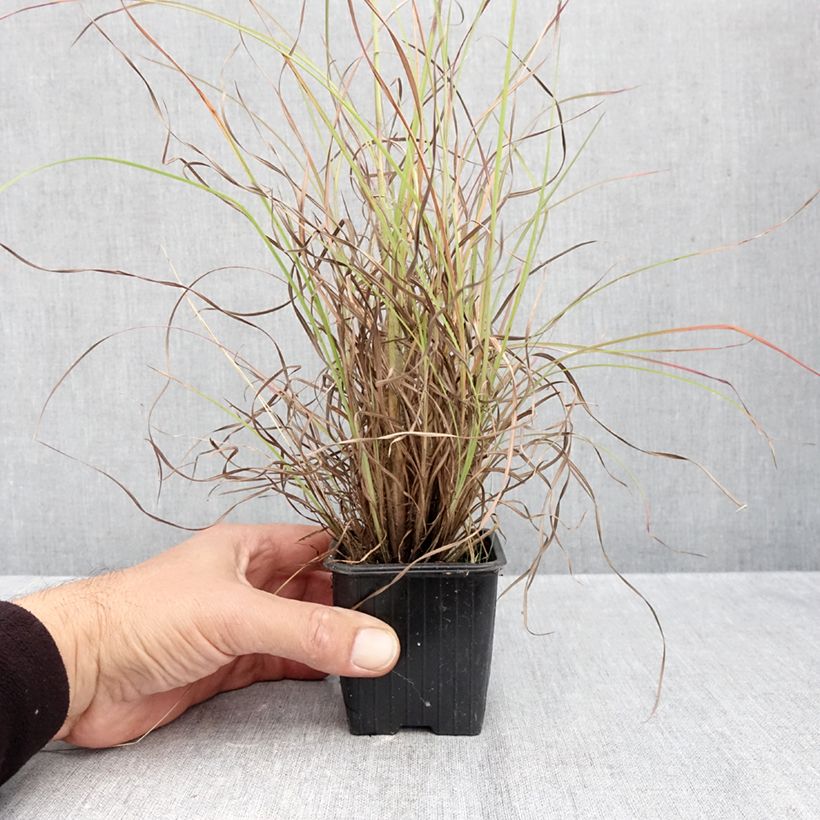 Esemplare di Andropogon ternarius Vasetto da 8/9 cm come consegnato in autunno