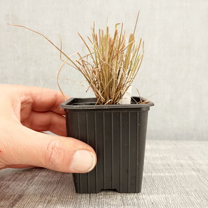 Andropogon ternarius Vasetto da 8/9 cm esemplare consegnato in primavera