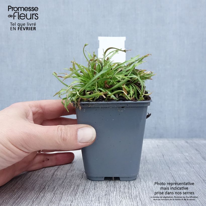 Androsace septentrionalis Star Dust - Androsace nordica Vasetto da 8/9 cm esemplare consegnato in inverno