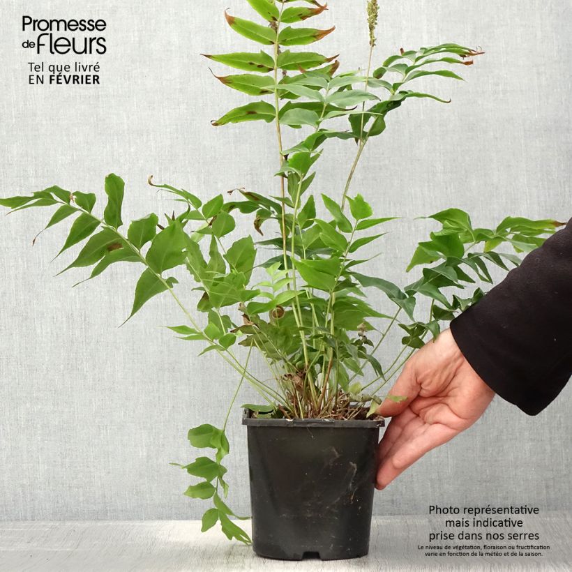 Anemia mexicana Vaso da 2L/3L esemplare consegnato in inverno