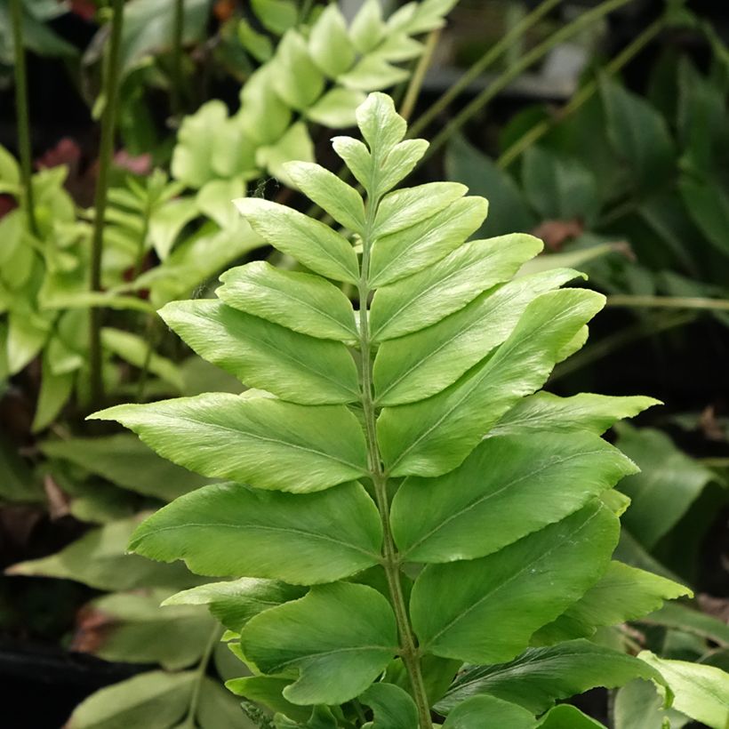 Anemia mexicana (Fogliame)
