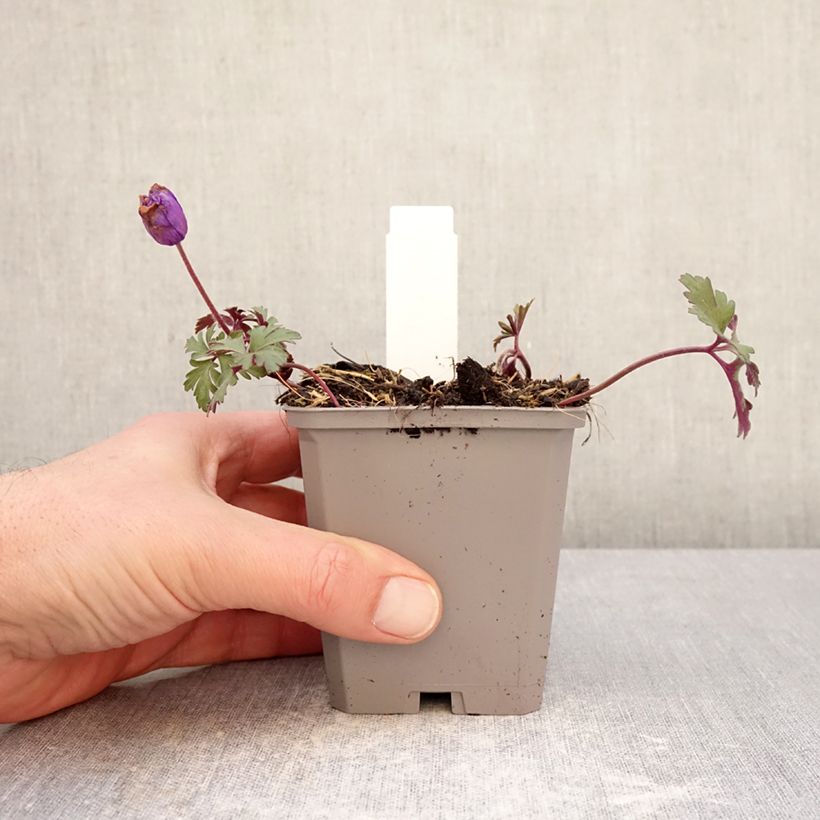 Anemone blanda Blue Shades Vasetto da 8/9 cm taglia 5+ esemplare consegnato in inverno