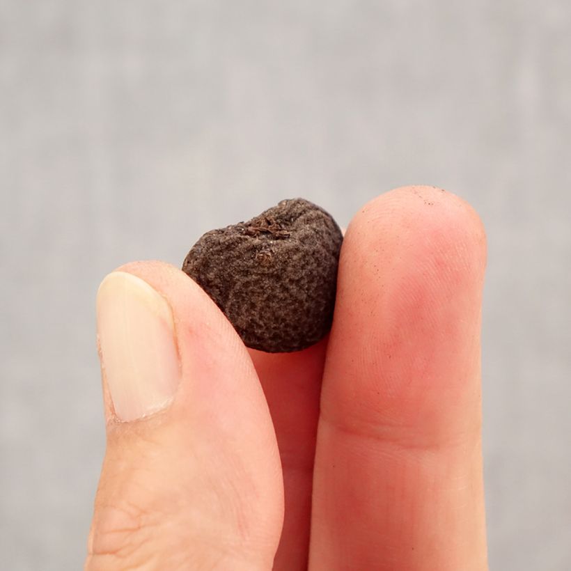 Esemplare di Anemone blanda Violet Star Bulbo taglia 5+ come consegnato in autunno