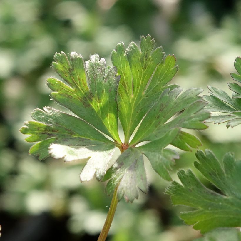 Anemone blanda White Splendour (Fogliame)