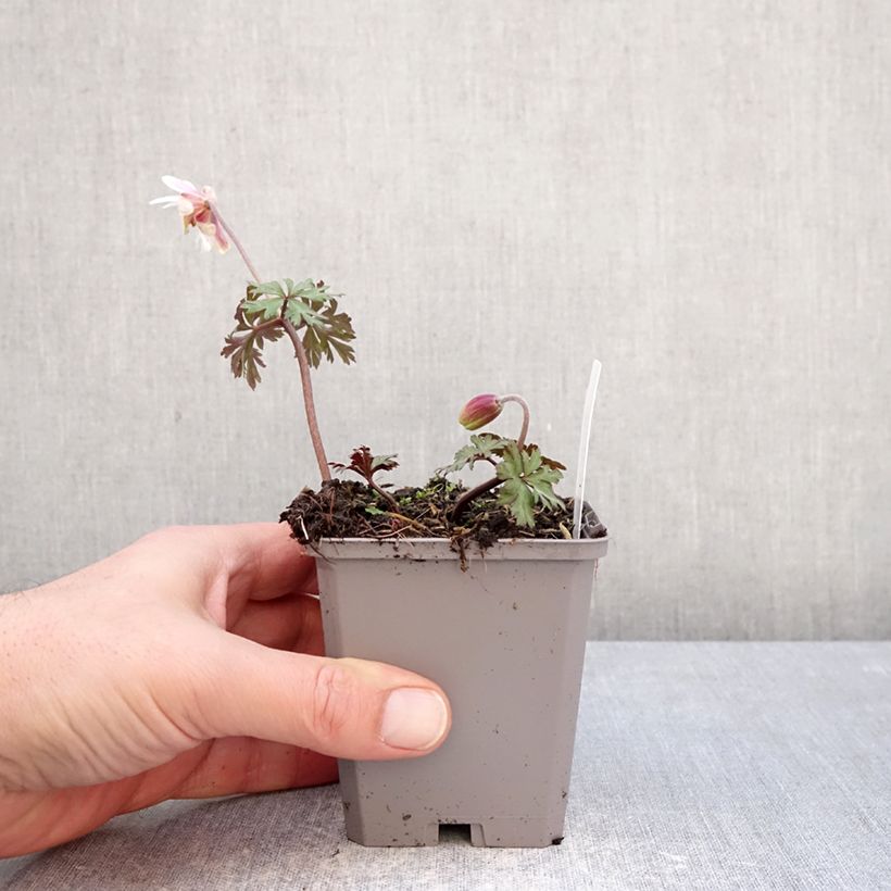 Anemone blanda White Splendour Vasetto da 8/9 cm taglia 5+ esemplare consegnato in inverno