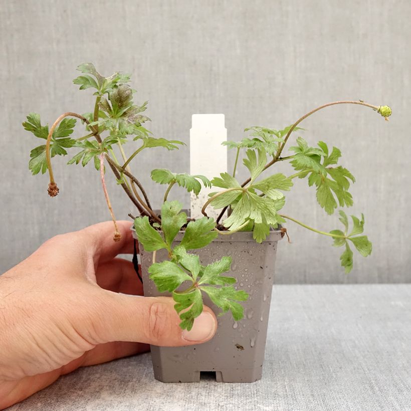 Anemone blanda White Splendour Vasetto da 8/9 cm taglia 5+ esemplare consegnato in primavera