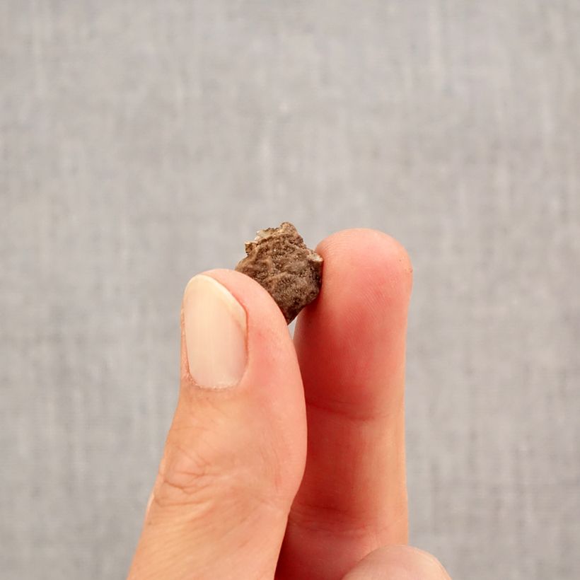 Esemplare di Anemone coronaria double Admiral - Anemone dei fiorai Bulbo taglia 4+ come consegnato in autunno