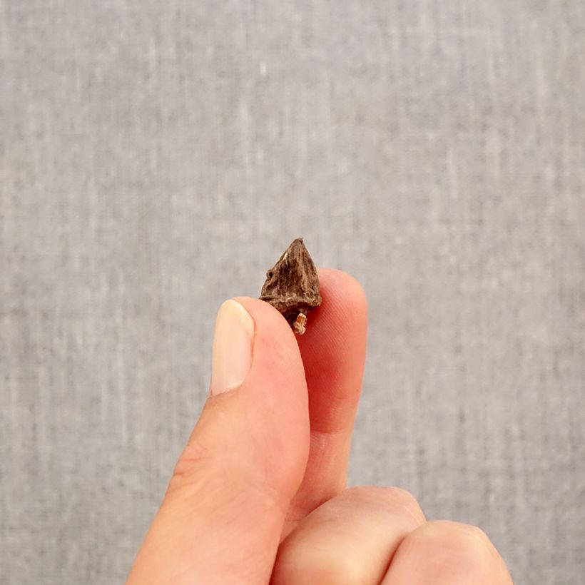 Esemplare di Anemone coronaria Mix - Anemone dei fiorai Bulbo taglia 4+ come consegnato in autunno