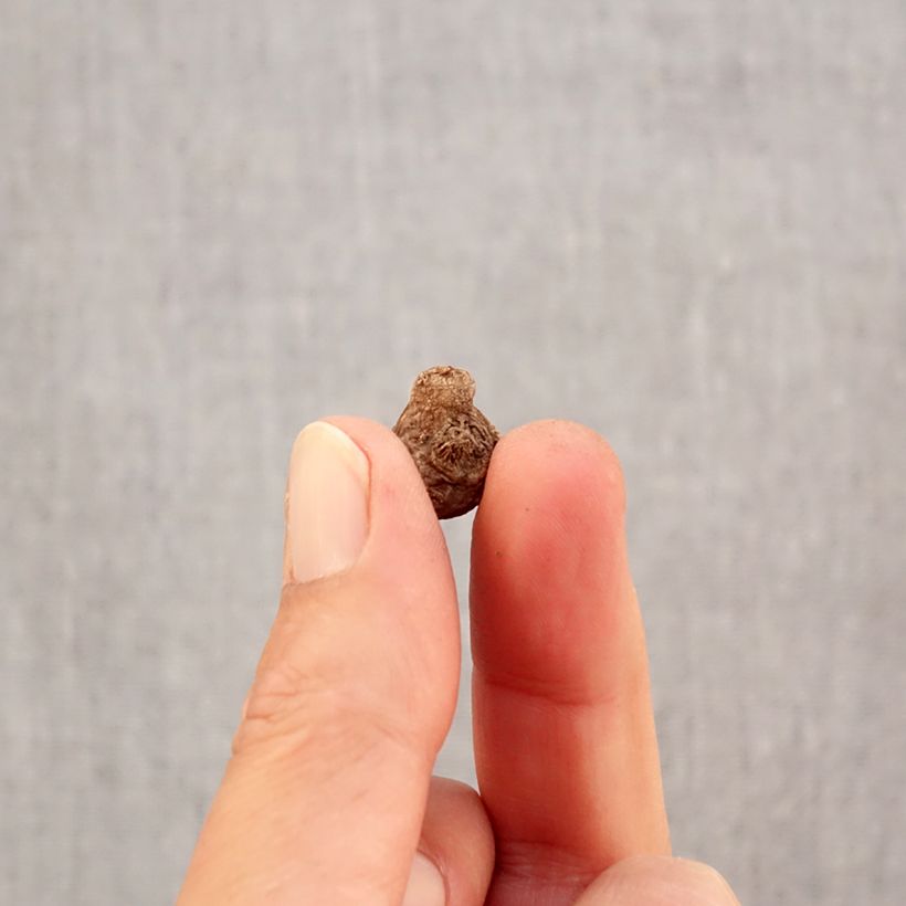 Esemplare di Anemone coronaria Hollandia - Anemone dei fiorai Bulbo taglia 5 come consegnato in autunno