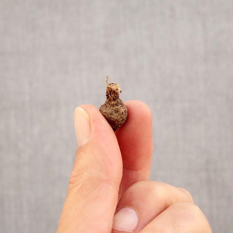 Esemplare di Anemone coronaria Lord Lieutenant - Anemone dei fiorai Bulbo taglia 5 come consegnato in autunno