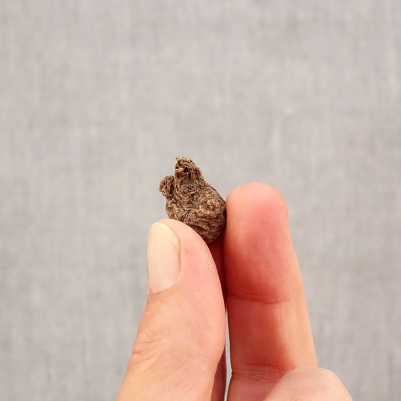 Esemplare di Anemone coronaria Mr Fokker - Anemone dei fiorai Bulbo taglia 5 come consegnato in autunno