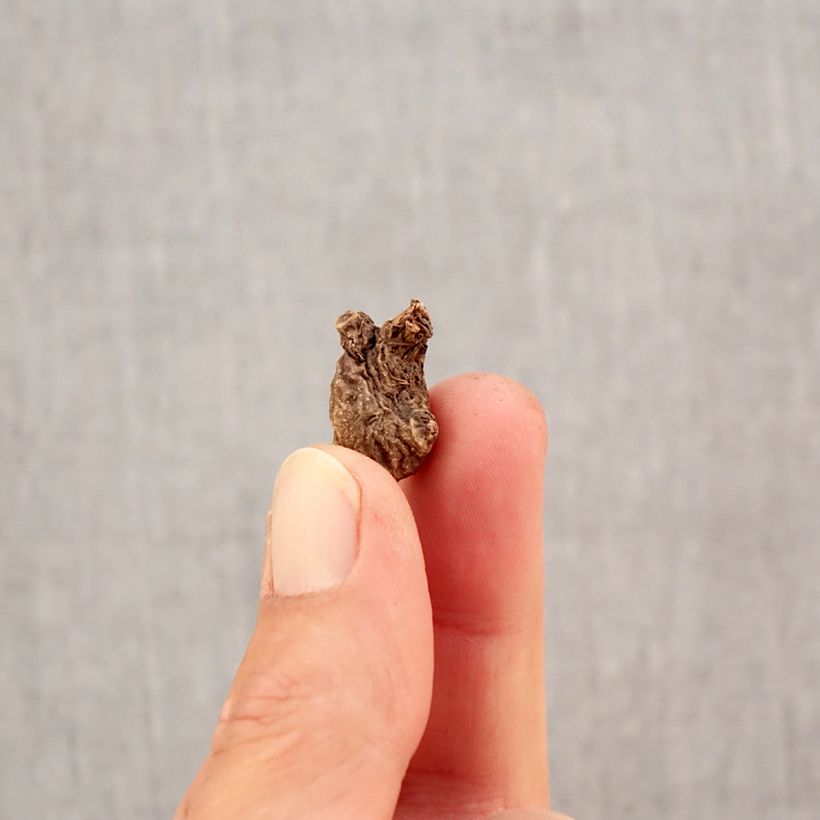 Esemplare di Anemone coronaria St Brigid Mix - Anemone dei fiorai Bulbo taglia 5 come consegnato in autunno