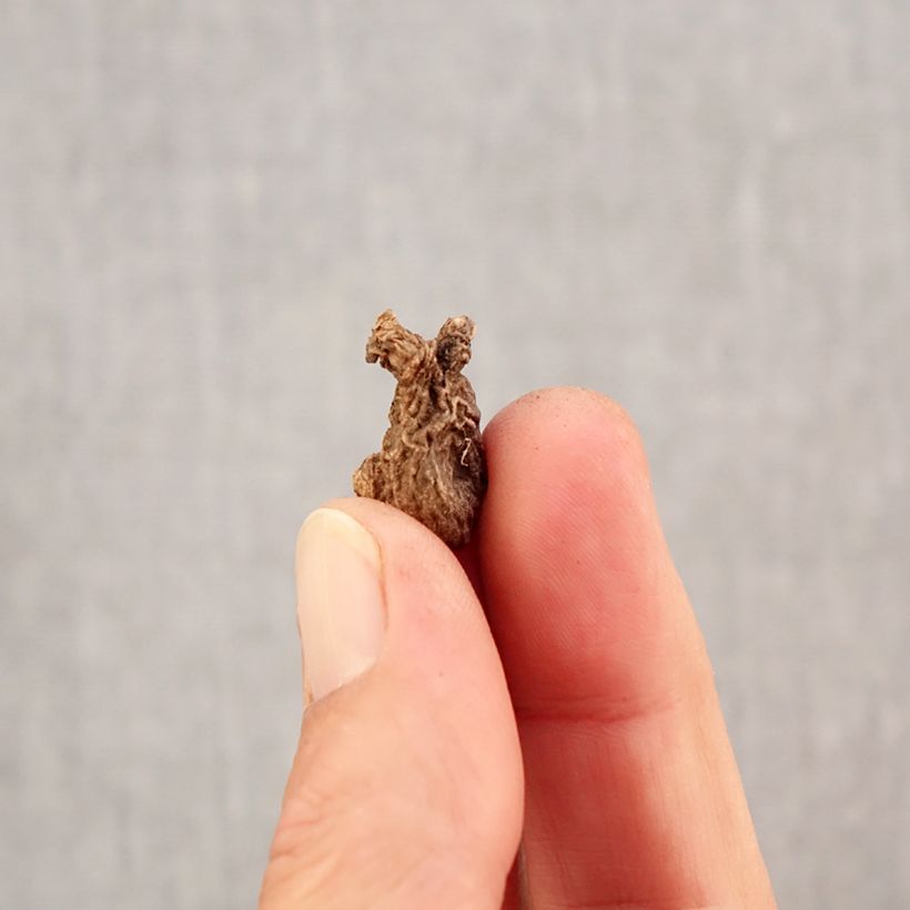 Esemplare di Anemone coronaria Sylphide - Anemone dei fiorai Bulbo taglia 5 come consegnato in autunno