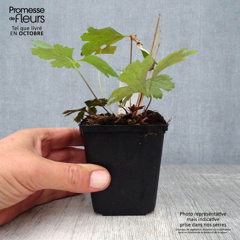Esemplare di Anemone cylindrica Vasetto da 8/9 cm come consegnato in autunno