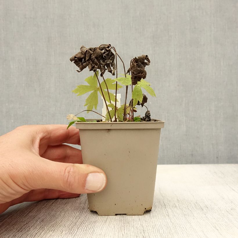Esemplare di Anemone canadensis Vasetto da 8/9 cm come consegnato in autunno