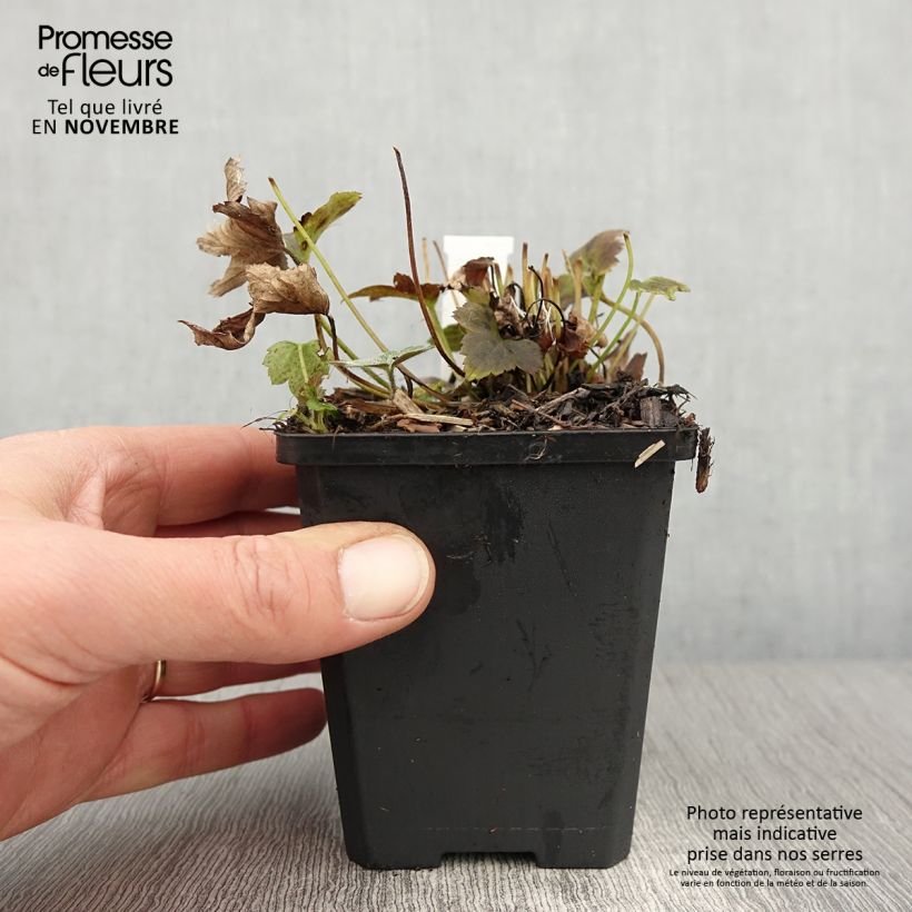 Esemplare di Anemone hupehensis Alando Rose - Anemone giapponese Vasetto da 8/9 cm come consegnato in autunno