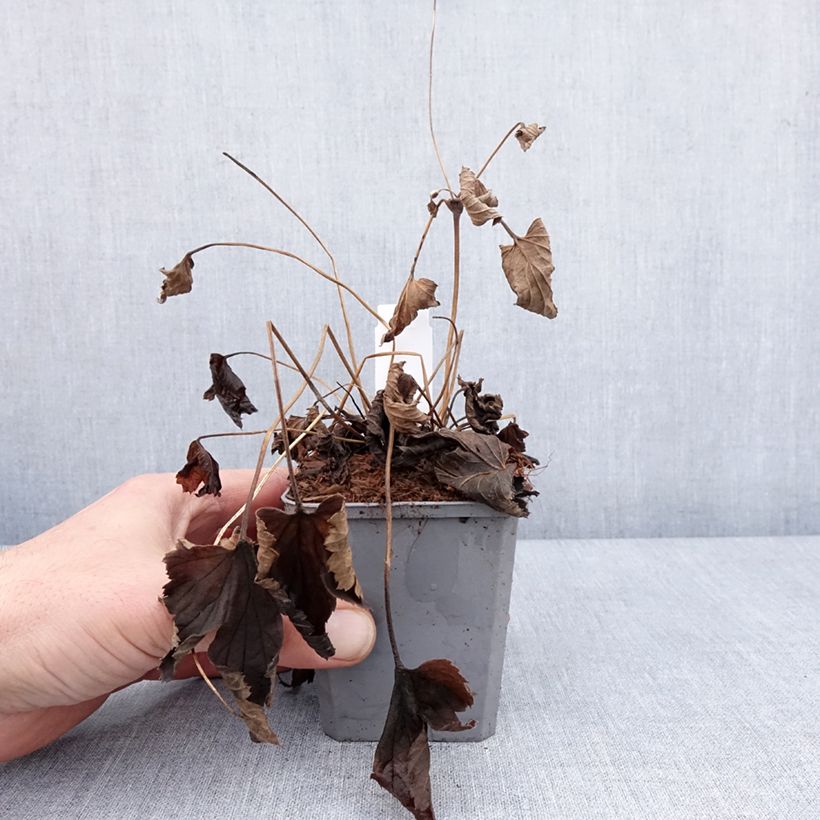 Anemone hupehensis Alando Rose - Anemone giapponese Vasetto da 8/9 cm esemplare consegnato in inverno