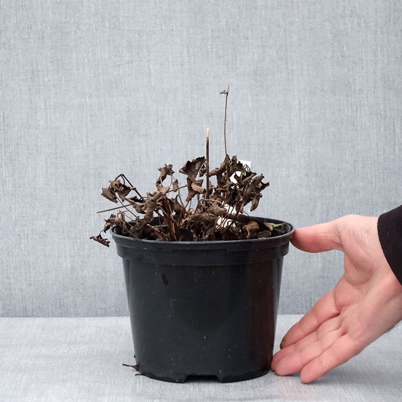 Anemone hupehensis Crispa - Anemone giapponese Vaso da 2L/3L esemplare consegnato in inverno