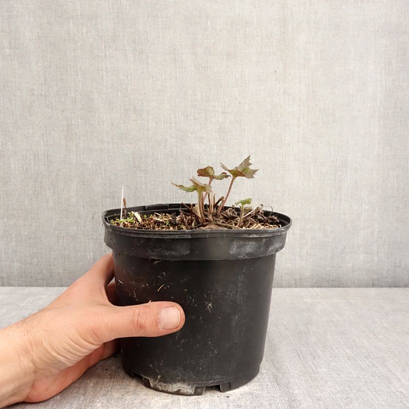 Anemone hupehensis Crispa - Anemone giapponese Vaso da 2L/3L esemplare consegnato in primavera