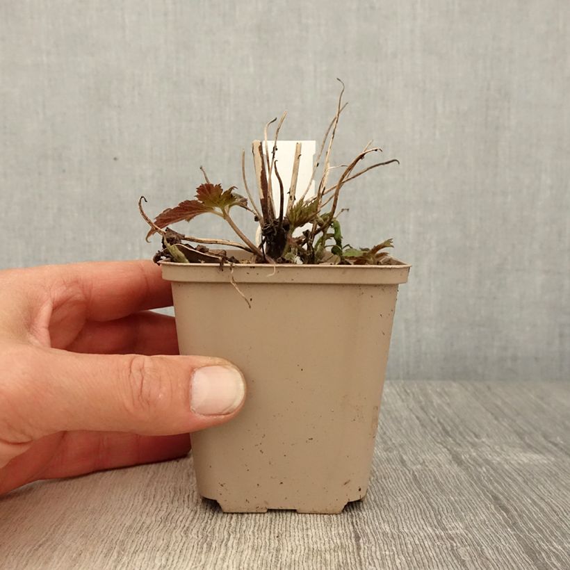 Anemone Fall in Love Sweetly - Anemone giapponese Vasetto da 8/9 cm esemplare consegnato in primavera