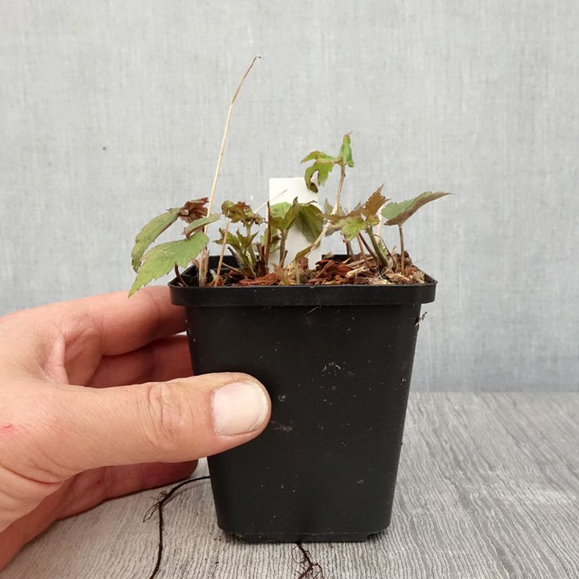 Anemone Fantasy Ariel - Anemone giapponese Vasetto da 8/9 cm esemplare consegnato in primavera