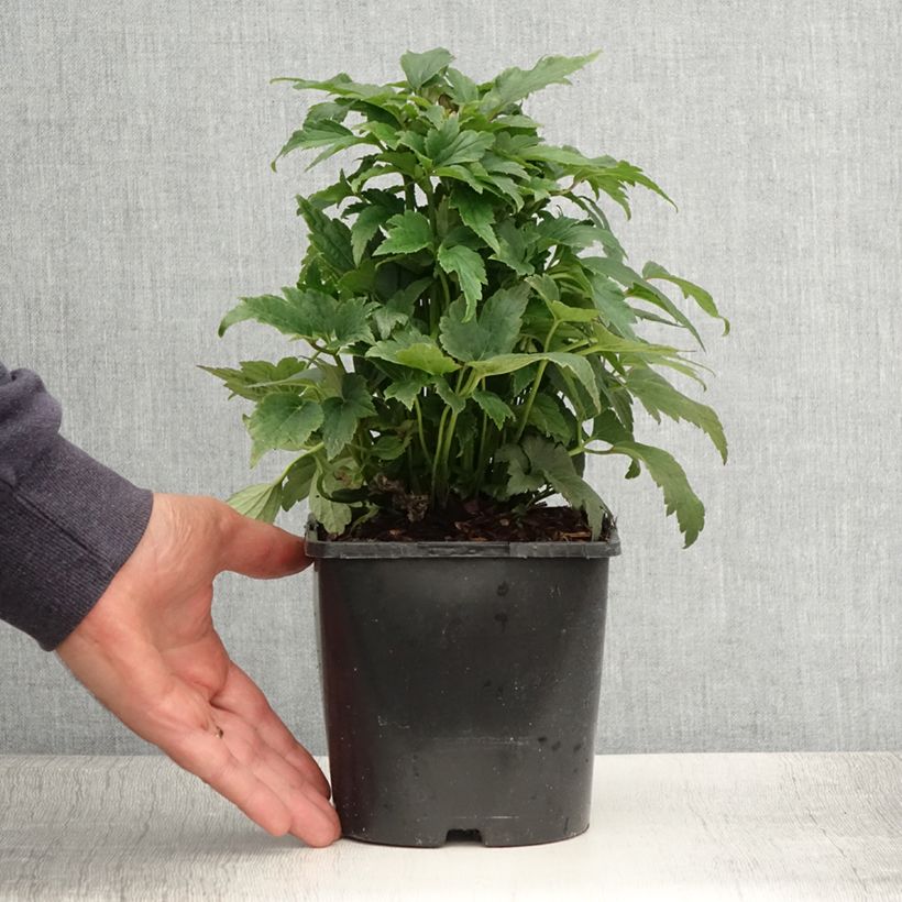 Esemplare di Anemone Fantasy Ariel - Anemone giapponese Vaso da 2L/3L consegnato in estate