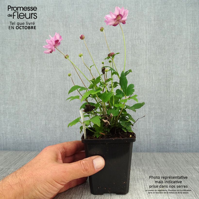 Esemplare di Anemone hupehensis Fantasy Pocahontas - Anemone giapponese Vasetto da 8/9 cm come consegnato in autunno