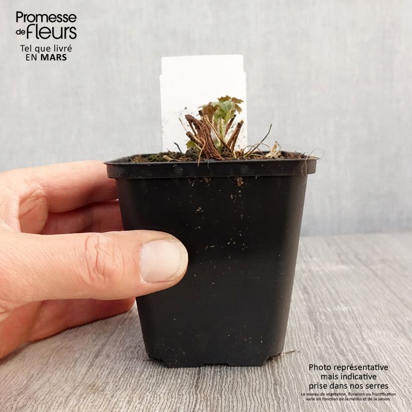 Anemone Frilly Knickers - Anemone giapponese Vasetto da 8/9 cm esemplare consegnato in primavera