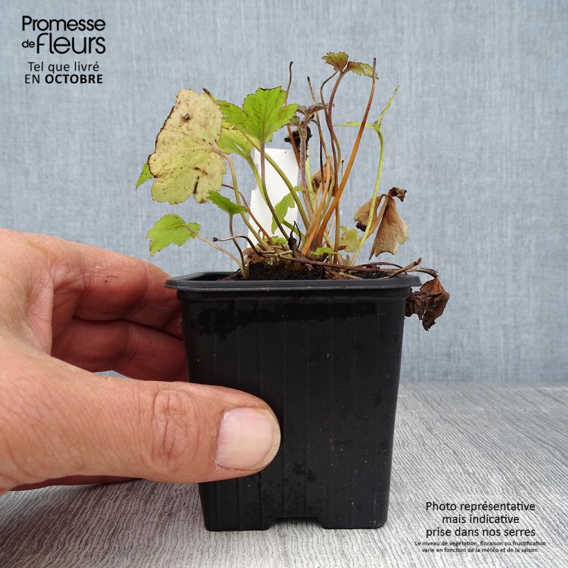 Esemplare di Anemone hupehensis Pamina - Anemone giapponese Vasetto da 8/9 cm come consegnato in autunno