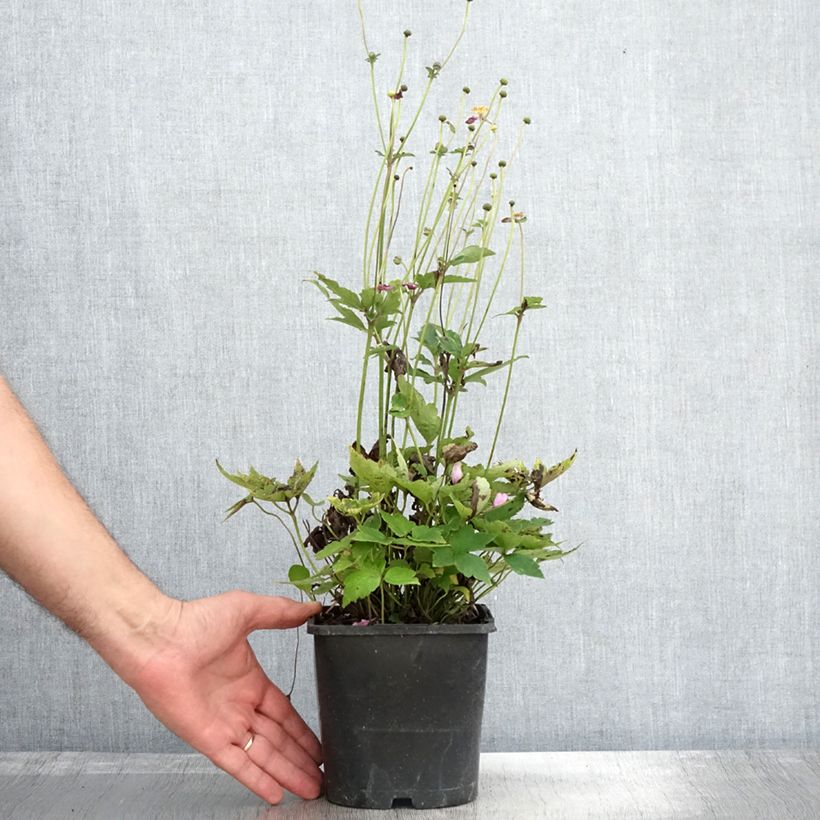 Esemplare di Anemone hupehensis Pamina - Anemone giapponese Vaso da 1L/1,5L come consegnato in autunno
