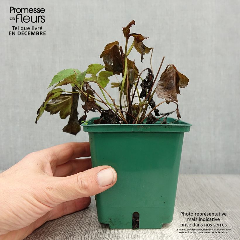 Anemone hupehensis Pamina - Anemone giapponese Vaso da 1L/1,5L esemplare consegnato in inverno