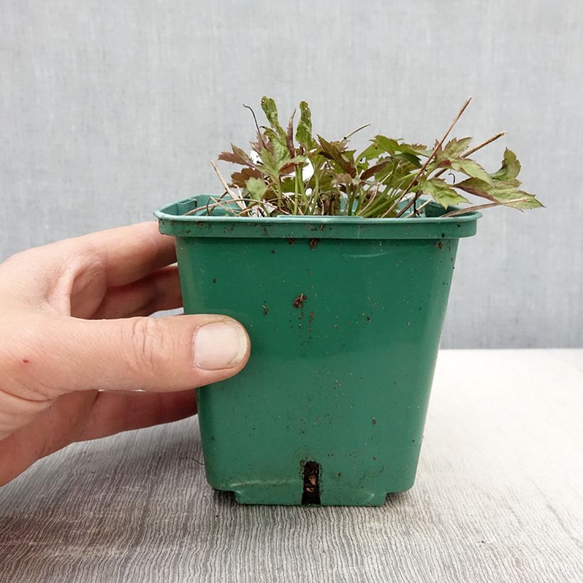 Anemone hupehensis Pamina - Anemone giapponese Vaso da 1L/1,5L esemplare consegnato in primavera