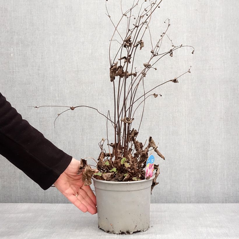 Anemone hupehensis Pamina - Anemone giapponese Vaso da 3L/4L esemplare consegnato in inverno