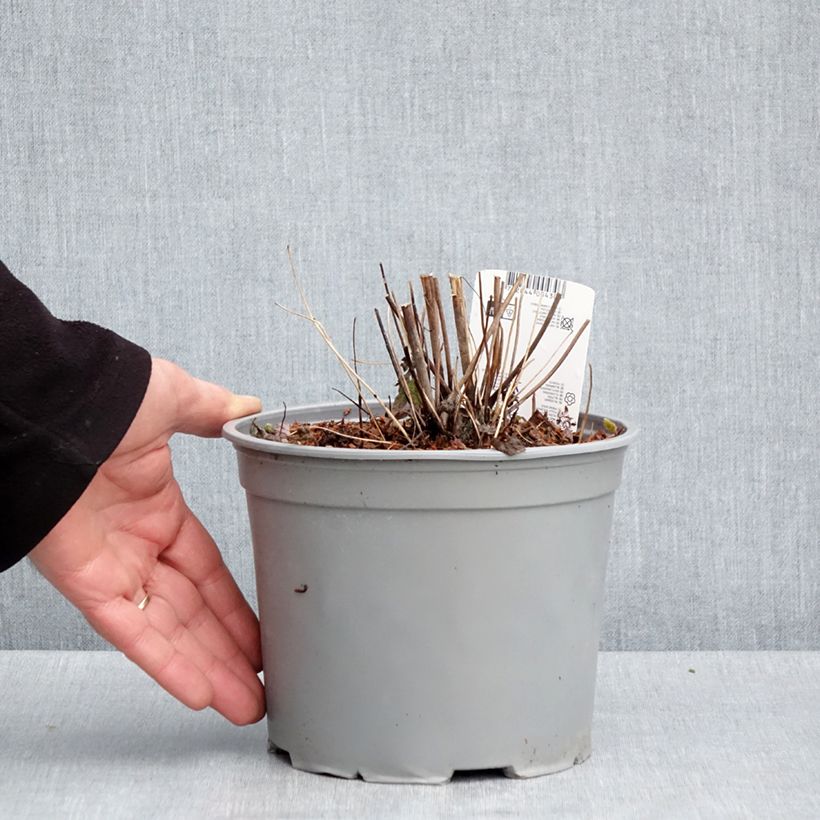 Anemone hupehensis Pamina - Anemone giapponese Vaso da 3L/4L esemplare consegnato in primavera